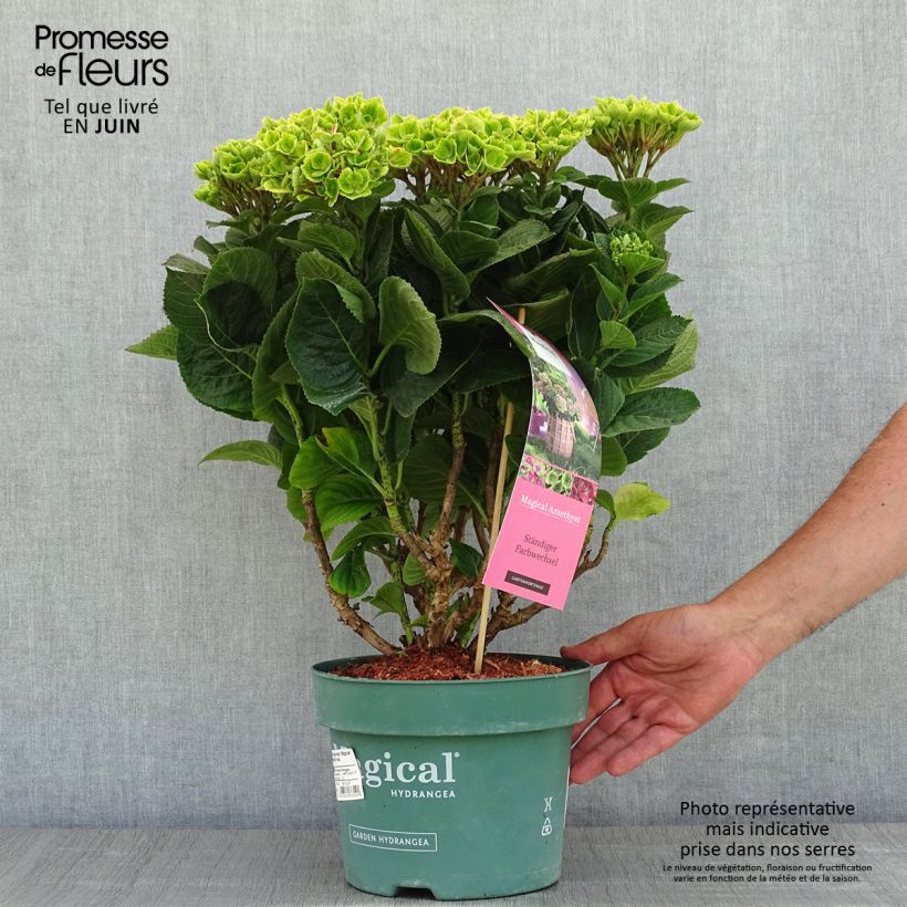 Hortensia macrophylla Magical Amethyst - Hydrangea Maceta 4L/5LAltura de entrega aprox. 30/40cm Ejemplar entregado en la primavera