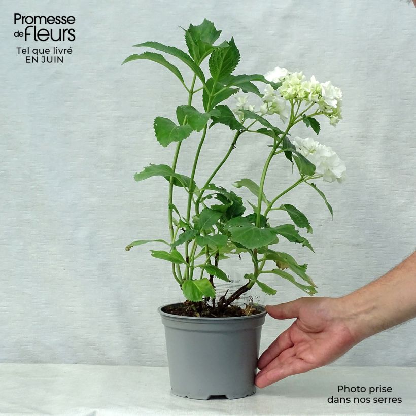 Ejemplar de Hortensia macrophylla Magical Jade - Hydrangea Maceta 2L/3LAltura de entrega aprox. 20/30cm entregado en verano