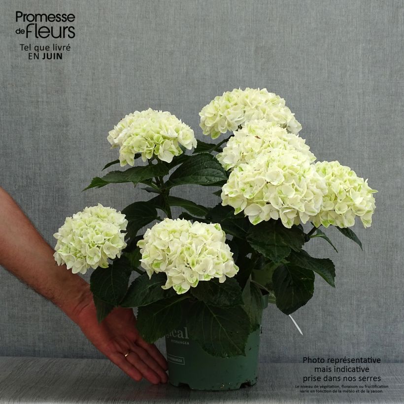 Ejemplar de Hortensia macrophylla Magical Noblesse - Hydrangea Maceta 2L/3LAltura de entrega aprox. 20/30cm entregado en verano