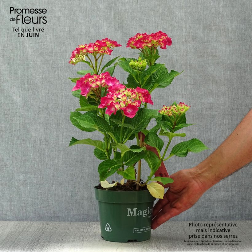 Ejemplar de Hortensia macrophylla Magical Ruby Tuesday - Hydrangea Maceta 2L/3LAltura de entrega aprox. 5/10cm entregado en verano