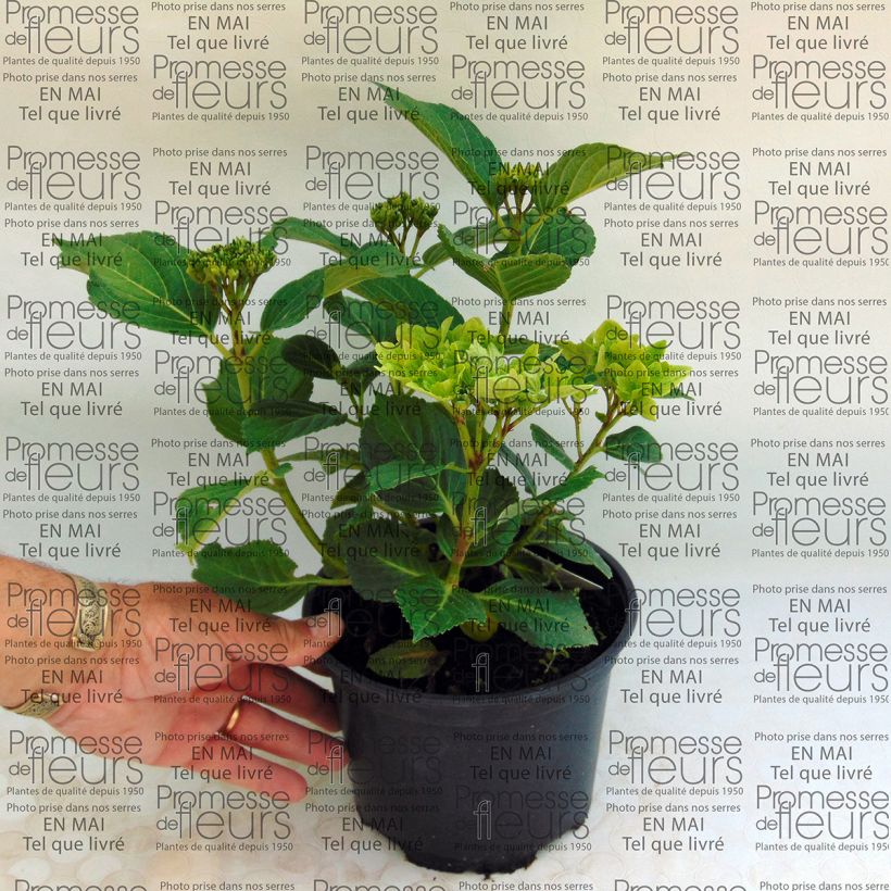 Ejemplo de ejemplar de Hortensia macrophylla Magical Summer Green - Hydrangea Maceta 2L/3L tal y como se entrega