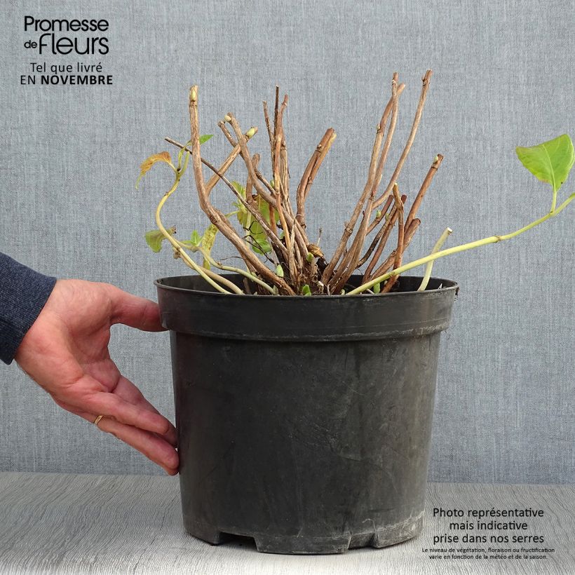 Ejemplar de Hortensia macrophylla Mme Emile Mouillière - Hydrangea Maceta 7,5L/10L entregado en otoño