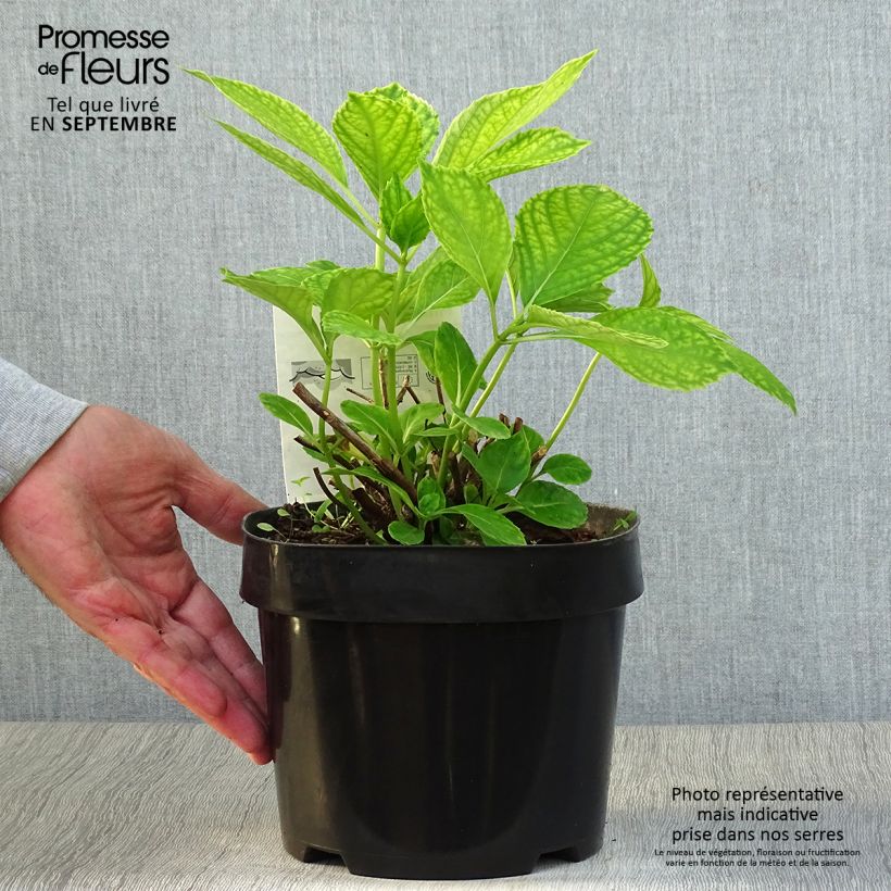 Ejemplar de Hortensia macrophylla Mme Emile Mouillière - Hydrangea Maceta 3L/4L entregado en otoño