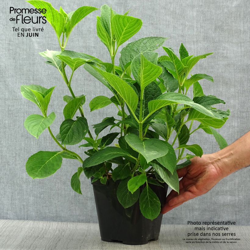Ejemplar de Hortensia macrophylla Mousmee - Hydrangea Maceta 2L/3L entregado en verano