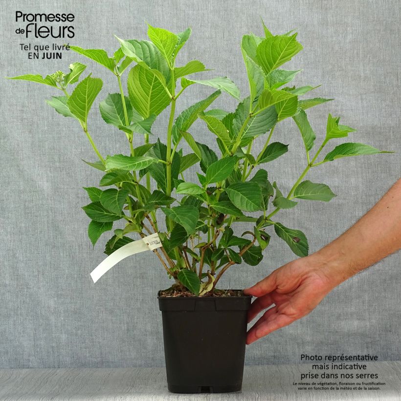 Ejemplar de Hortensia macrophylla Mousseline - Hydrangea Maceta 2L/3L entregado en verano