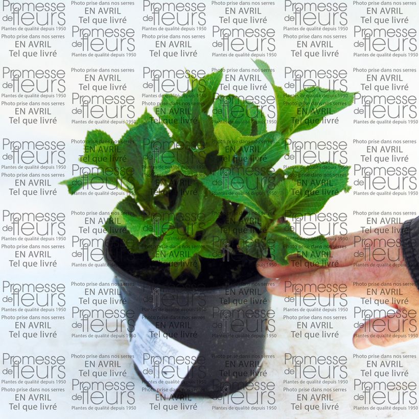 Ejemplo de ejemplar de Hortensia macrophylla Nachtigall - Hydrangea Maceta 2L/3L tal y como se entrega