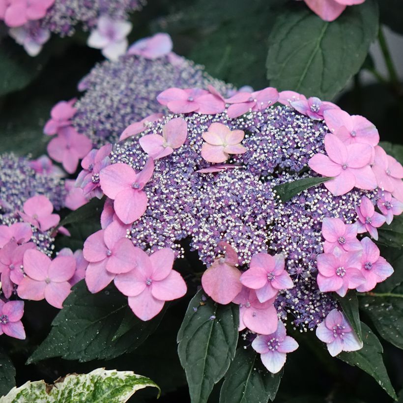 Hortensia macrophylla Nanping - Hydrangea (Floración)