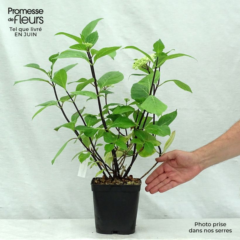 Ejemplar de Hortensia macrophylla Nigra - Hydrangea Maceta 2L/3L entregado en verano