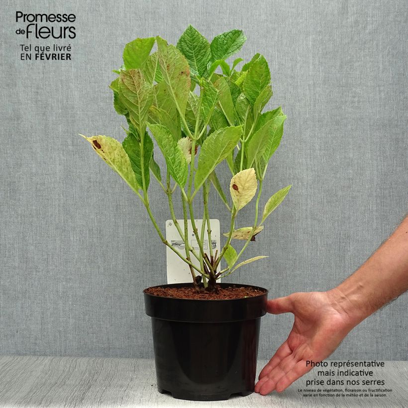 Ejemplar de Hortensia macrophylla Nikko Blue - Hydrangea Maceta 2L/3L entregado en otoño