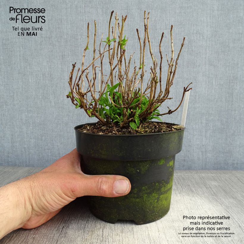 Hortensia macrophylla Pia - Hydrangea Maceta 2L/3L Ejemplar entregado en la primavera