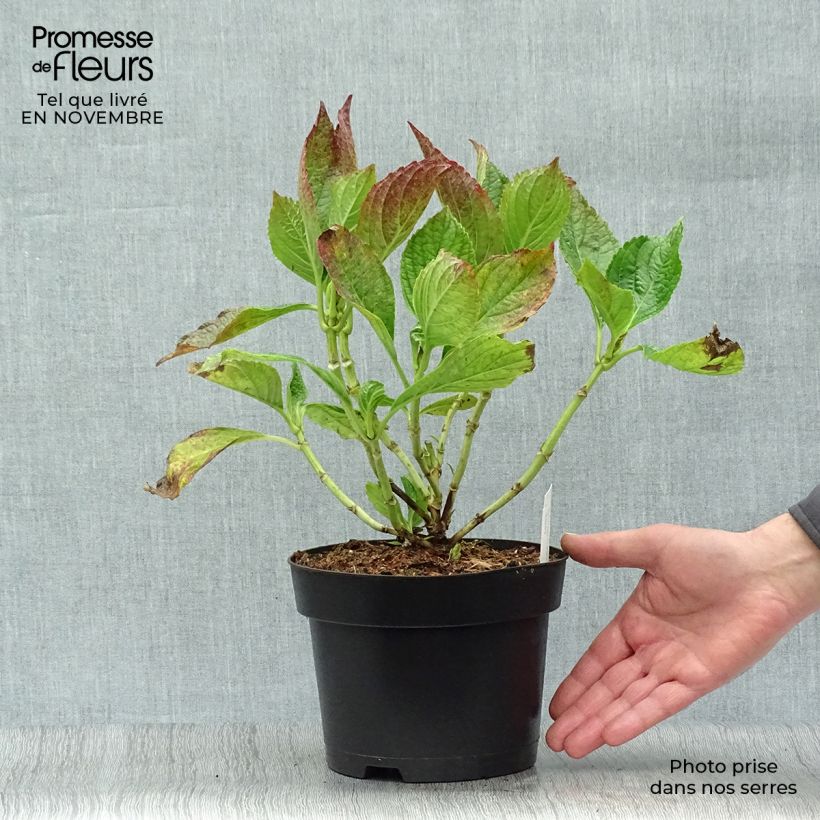 Ejemplar de Hortensia macrophylla Princess Diana - Hydrangea Maceta 3L/4L entregado en otoño