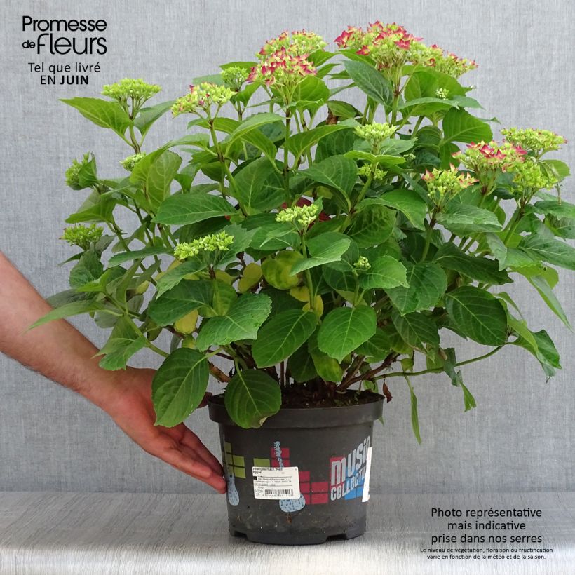 Ejemplar de Hortensia macrophylla Music Collection Red Reggae - Hydrangea Maceta 4L/5L entregado en verano