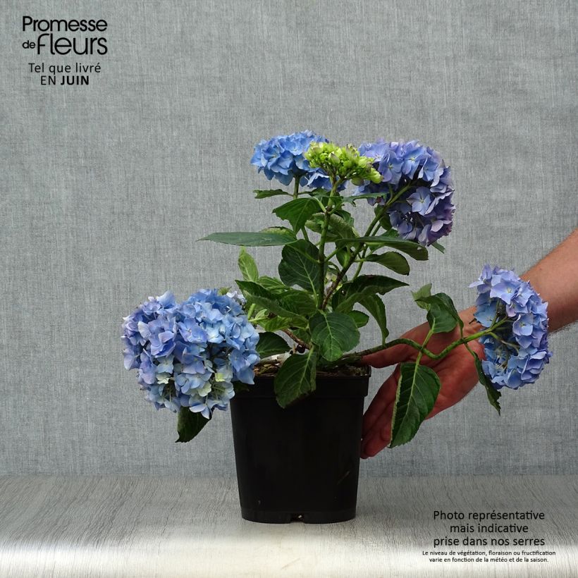 Ejemplar de Hortensia macrophylla Renate Steiniger - Hydrangea Maceta 2L/3L entregado en verano