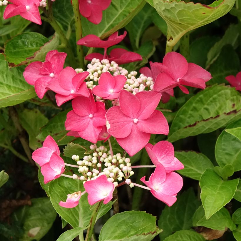 Hortensia macrophylla Rotschwanz - Hydrangea (Floración)
