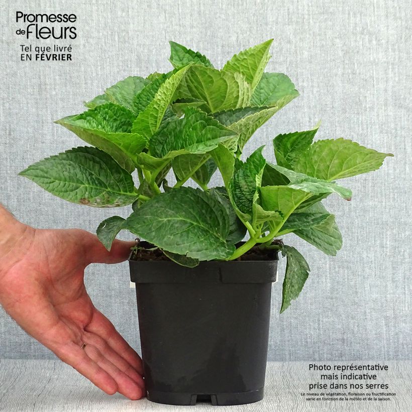 Ejemplar de Hortensia macrophylla Rotschwanz - Hydrangea Maceta 2L/3L entregado en otoño