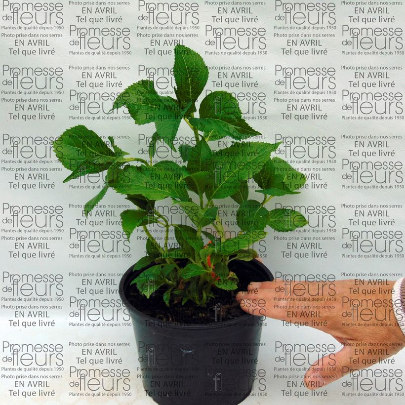 Ejemplo de ejemplar de Hortensia macrophylla Shooting Star - Hydrangea Maceta 2L/3L tal y como se entrega