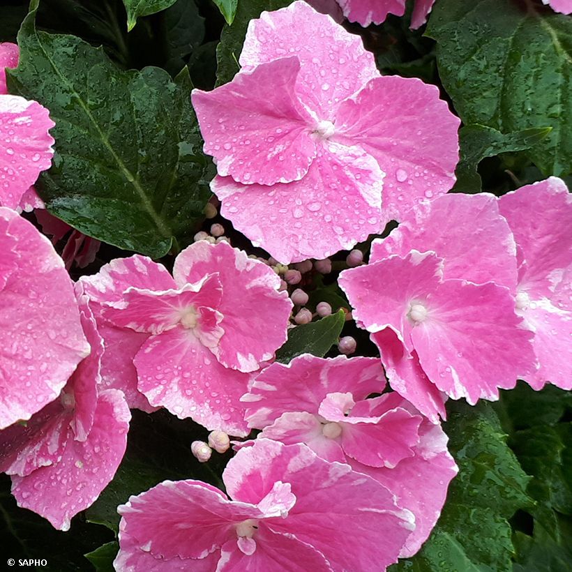 Hortensia macrophylla So Long Starlit Sky - Hydrangea (Floración)