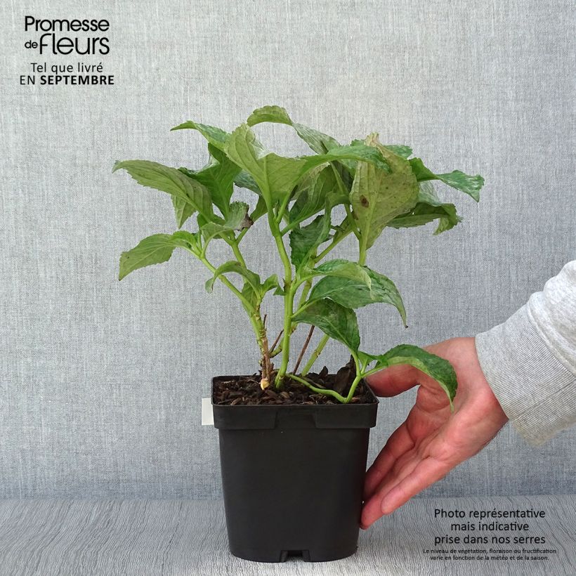 Ejemplar de Hortensia macrophylla So Long Sunny - Hydrangea Maceta 2L/3L entregado en otoño