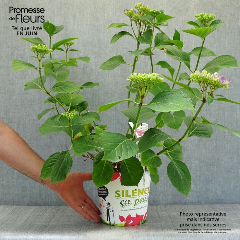 Ejemplar de Hortensia macrophylla Star Gazer Blue - Hydrangea Maceta 4L/5L entregado en verano