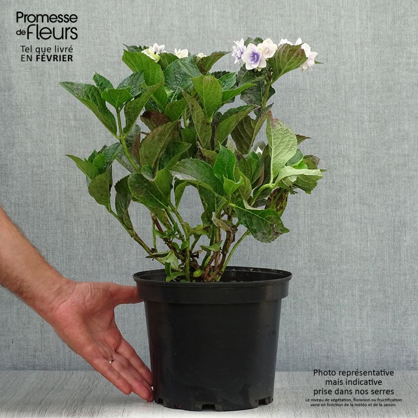 Ejemplar de Hortensia macrophylla Stargazer - Hydrangea Maceta 4L/5L entregado en otoño