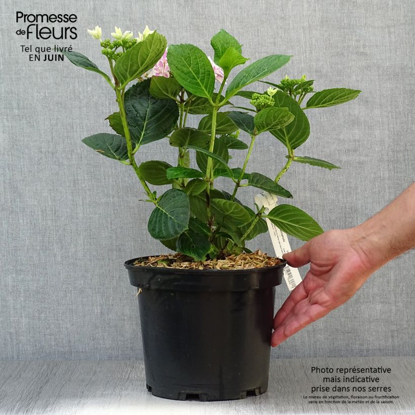 Ejemplar de Hortensia macrophylla Stargazer - Hydrangea Maceta 4L/5LAltura de entrega aprox. 20/30cm entregado en verano