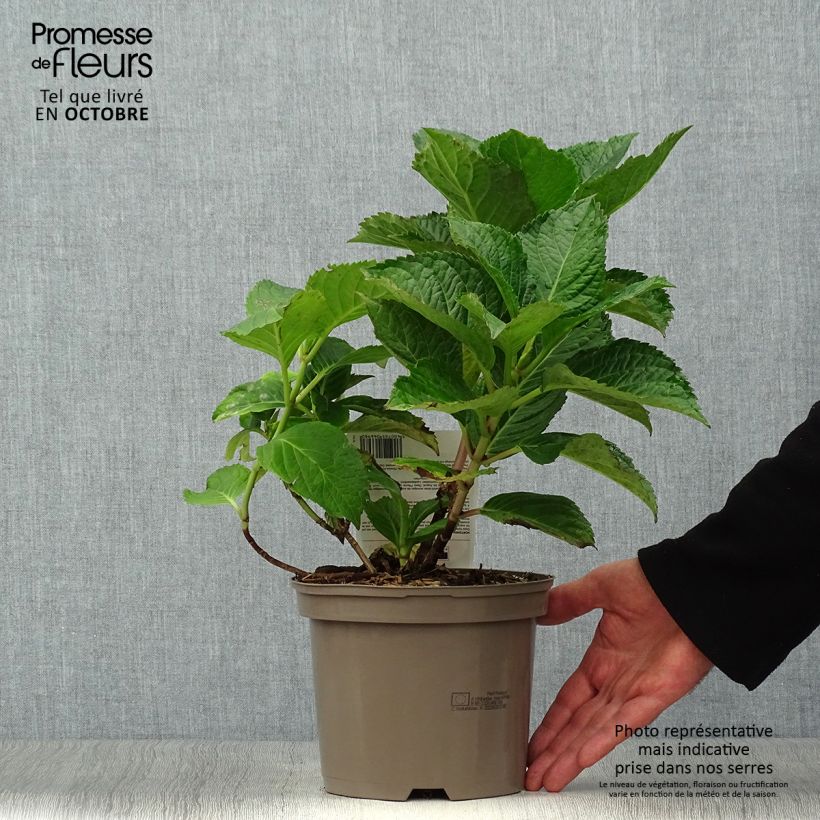 Ejemplar de Hortensia macrophylla Teller Pink - Hydrangea Maceta 2L/3L entregado en otoño