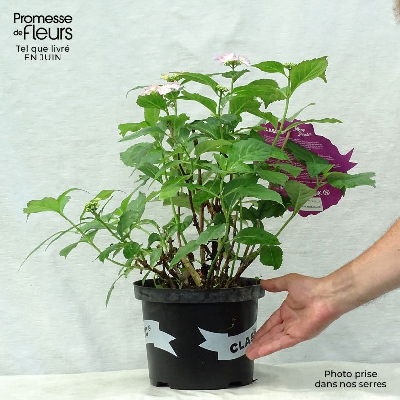 Ejemplar de Hortensia macrophylla Tiffany - Hydrangea Maceta 4L/5LAltura de entrega aprox. 20/30cm entregado en verano