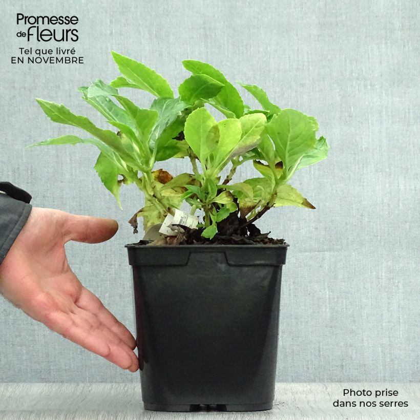 Ejemplar de Hortensia macrophylla Tovelit - Hydrangea Maceta 2L/3L entregado en otoño
