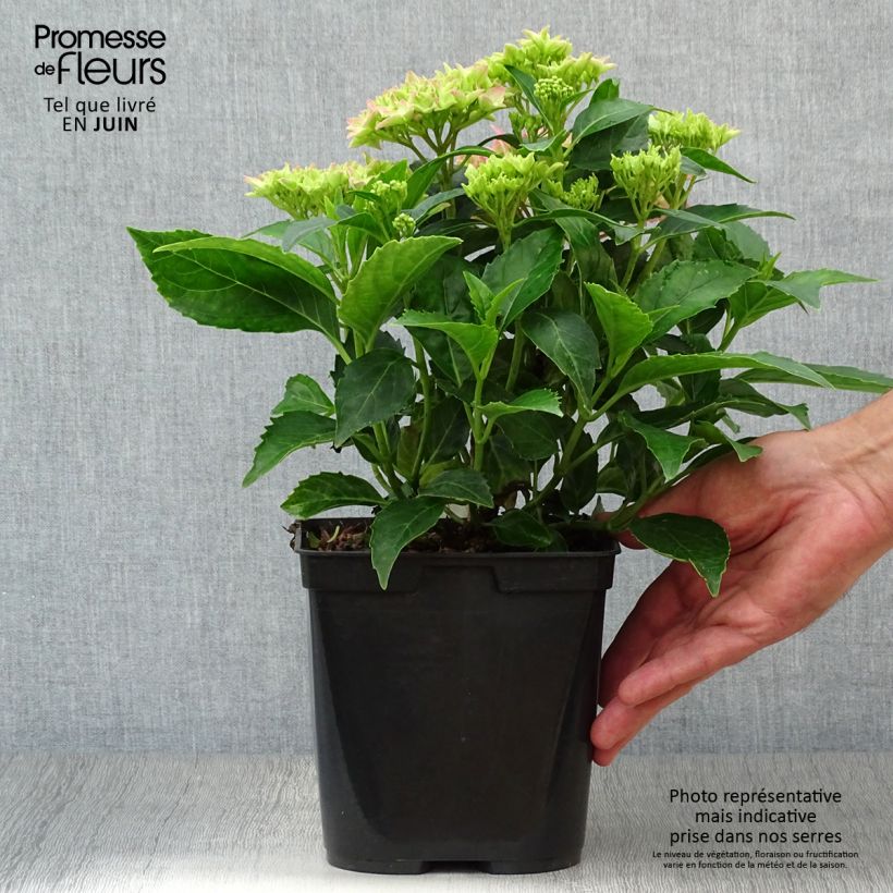 Ejemplar de Hortensia macrophylla Tovelit - Hydrangea Maceta 2L/3LAltura de entrega aprox. 20/30cm entregado en verano