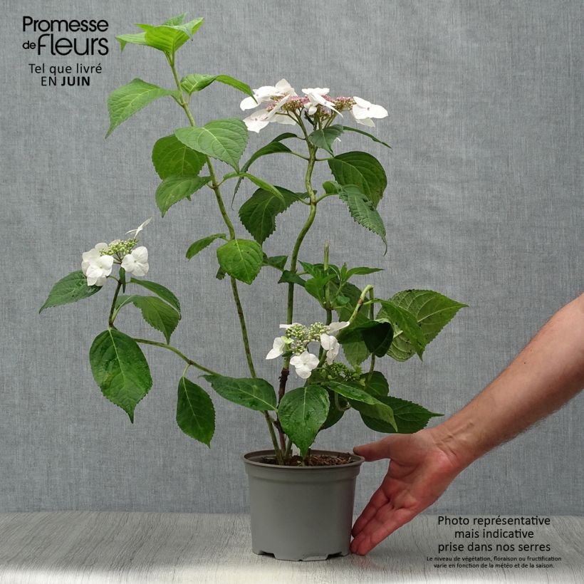 Ejemplar de Hortensia macrophylla Veitchii - Hydrangea Maceta 2L/3LAltura de entrega aprox. 30/40cm entregado en verano