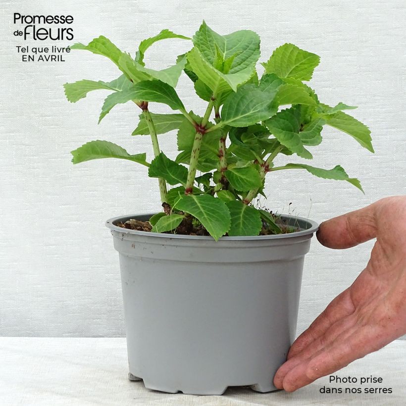 Hortensia macrophylla Wedding Gown - Hydrangea Maceta 1,5L/2LAltura de entrega aprox. 5/10cm Ejemplar entregado en la primavera