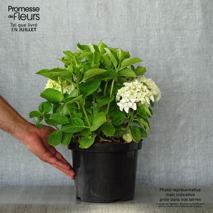 Ejemplar de Hortensia - Hydrangea macrophylla Wudu entregado en verano