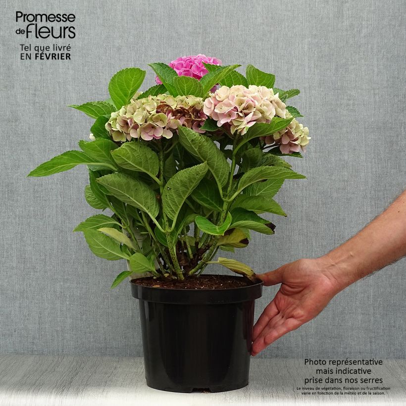 Ejemplar de Hortensia macrophylla Xian - Hydrangea Maceta 4L/5L entregado en otoño