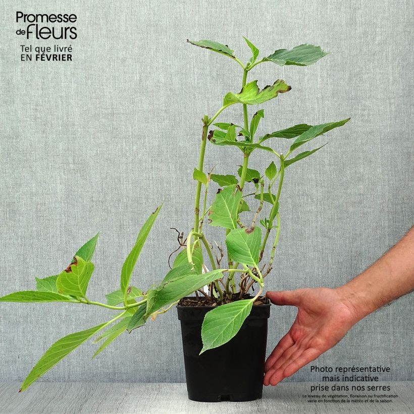 Ejemplar de Hortensia macrophylla Yamato - Hydrangea Maceta 2L/3L entregado en otoño