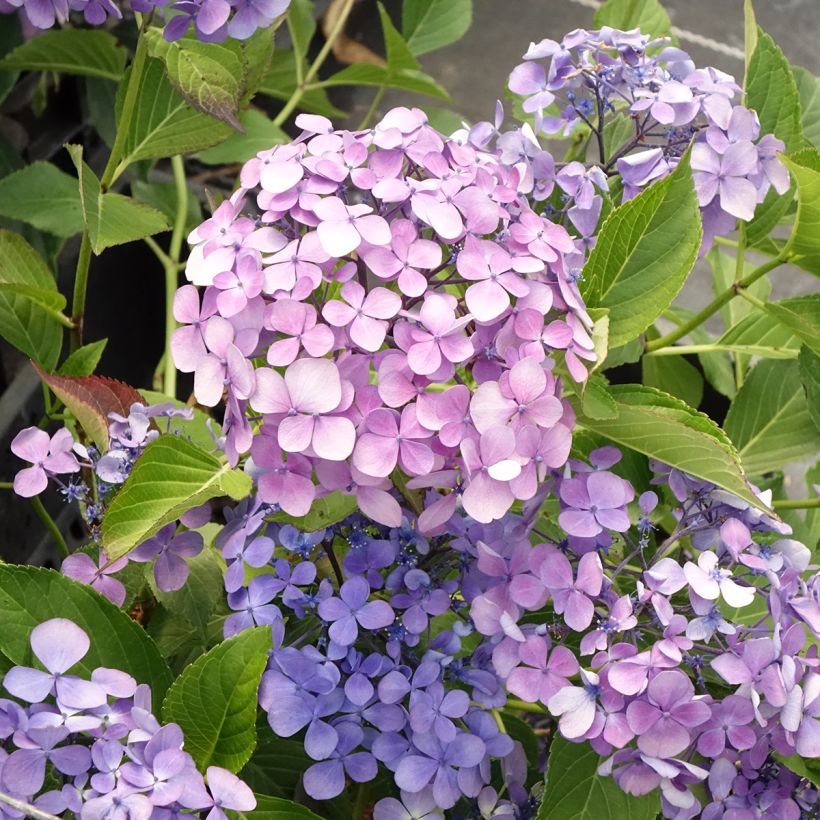 Hortensia macrophylla Yamato - Hydrangea (Floración)