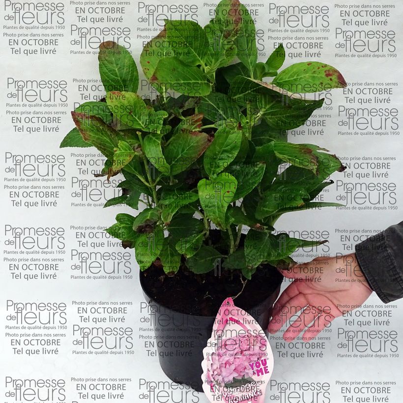 Ejemplo de ejemplar de Hortensia macrophylla You and Me Romance - Hydrangea Maceta 4L/5LAltura de entrega aprox. 20/30cm tal y como se entrega