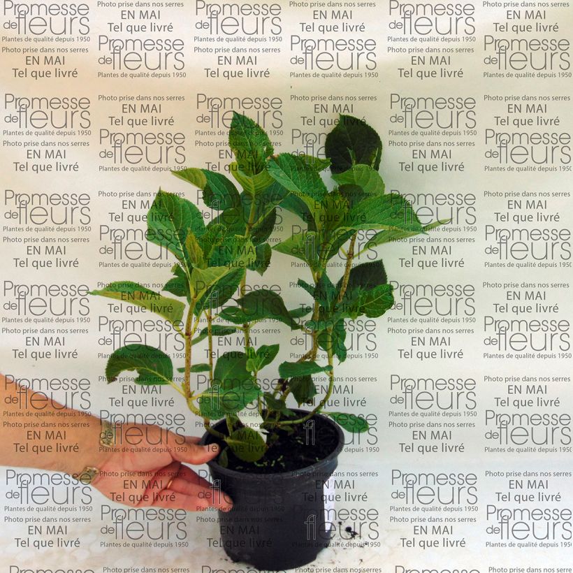 Ejemplo de ejemplar de Hortensia macrophylla Tea Time Together - Hydrangea Maceta 2L/3LAltura de entrega aprox. 15/20cm tal y como se entrega