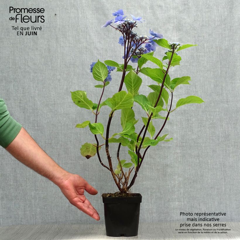 Ejemplar de Hortensia macrophylla Zorro Azul- Hydrangea Maceta 2L/3L entregado en verano