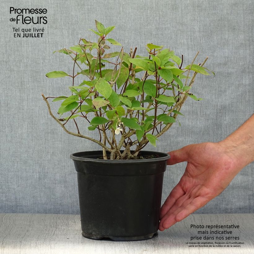 Ejemplar de Hortensia paniculata Bombshell - Hydrangea paniculata Maceta 2L/3LAltura de entrega aprox. 20/30cm entregado en verano