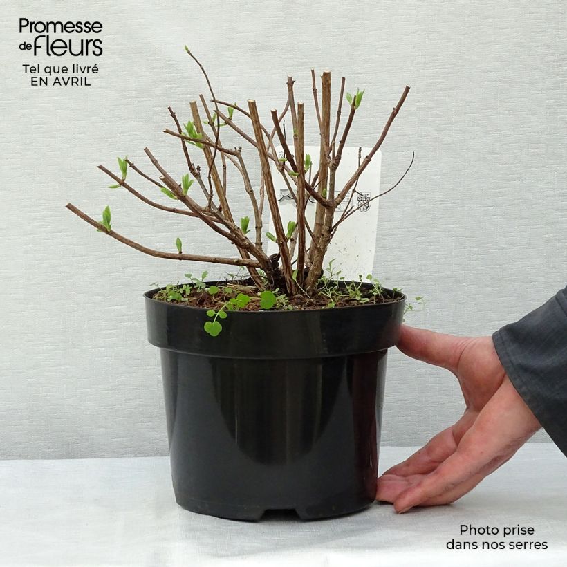 Hortensia paniculata Dart's Little Dot - Hydrangea paniculata Maceta 3L/4LAltura de entrega aprox. 30/40cm Ejemplar entregado en la primavera