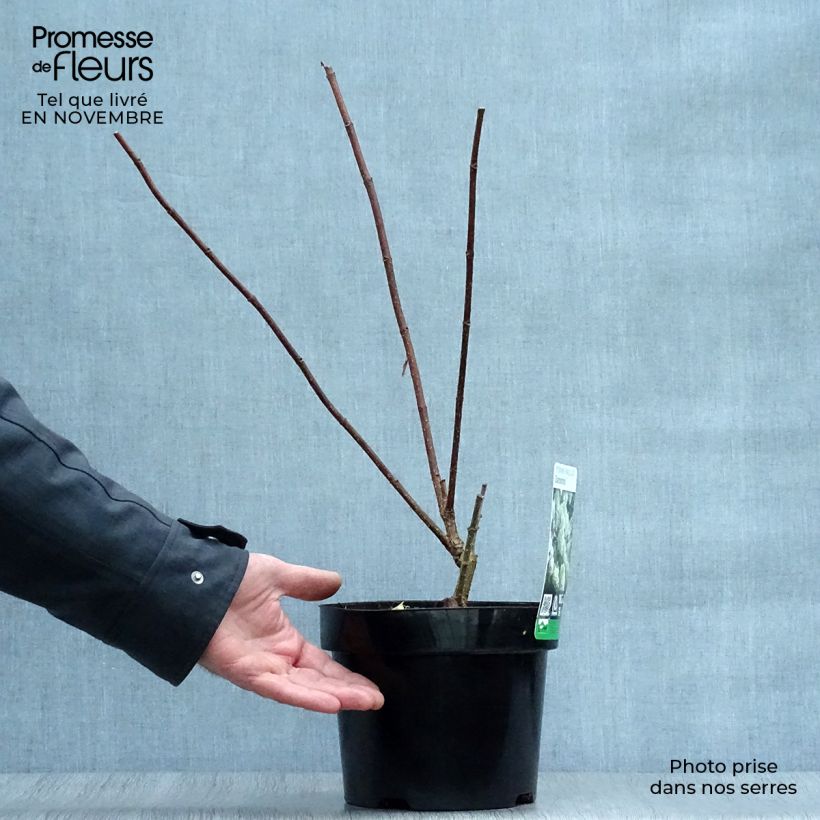 Ejemplar de Hortensia paniculata Diamantino - Hydrangea paniculata Maceta 3L/4L entregado en otoño