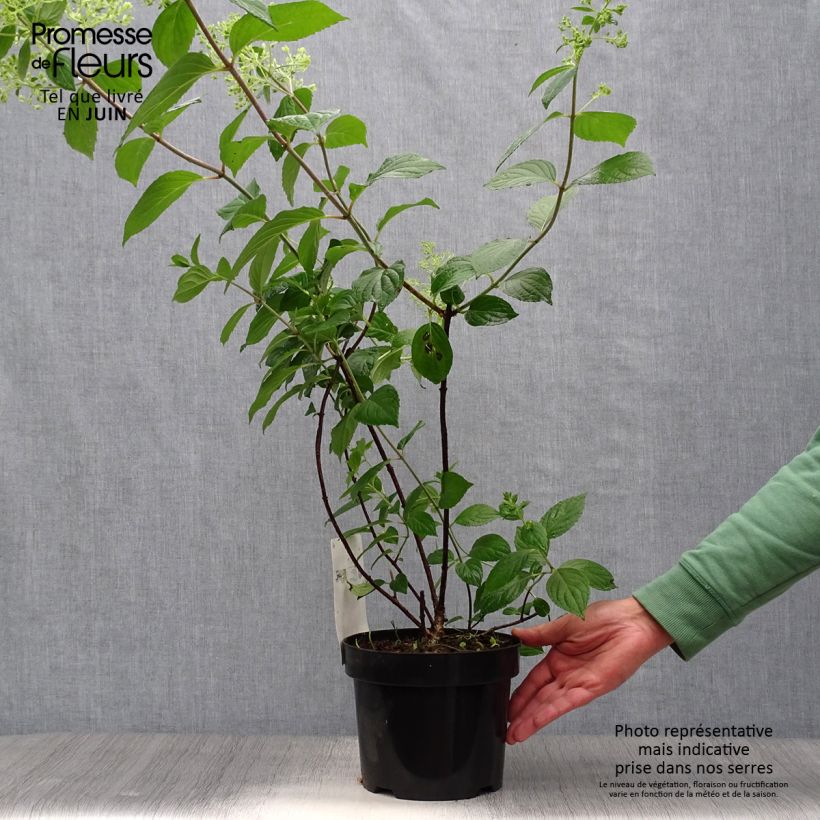 Ejemplar de Hortensia paniculata Diamantino - Hydrangea paniculata Maceta 3L/4LAltura de entrega aprox. 30/40cm entregado en verano