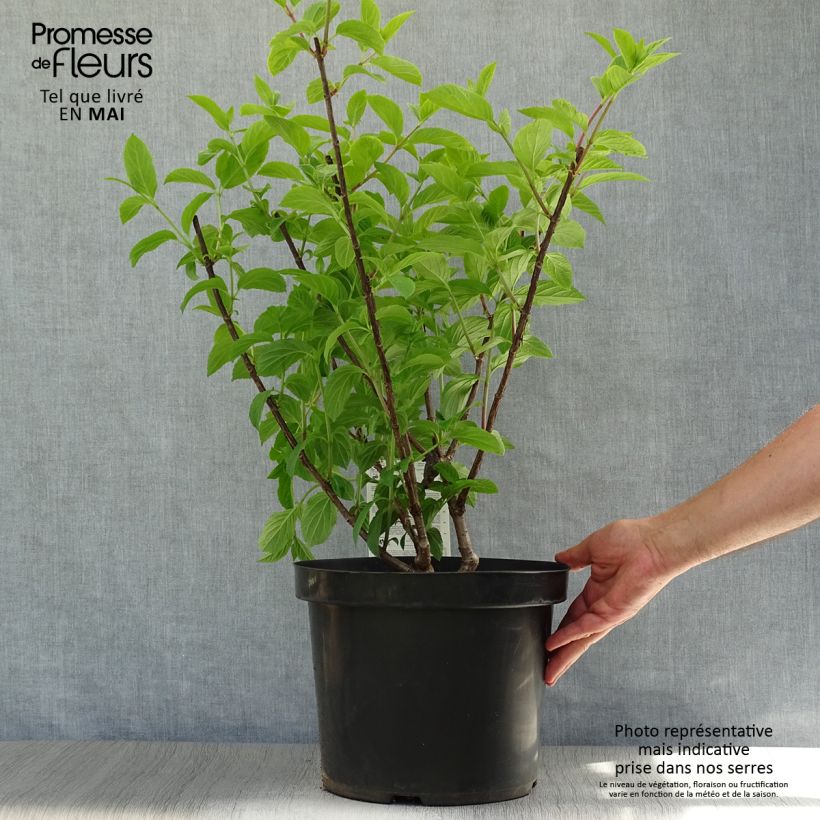 Hortensia paniculata Fraise Melba - Hydrangea Maceta 7,5L/10LAltura de entrega aprox. 45+cm Ejemplar entregado en la primavera