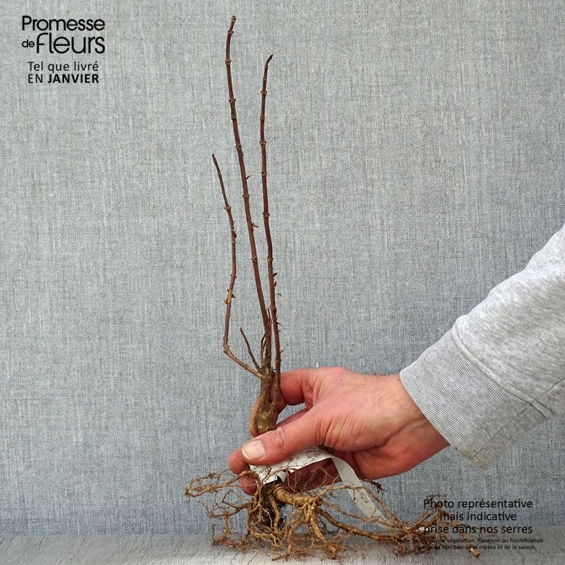 Hortensia paniculata Grandiflora - Hydrangea Raíces desnudas Ejemplar entregado en invierno