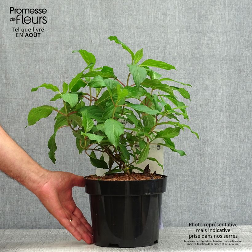 Ejemplar de Hortensia paniculata Great Star Le Vasterival - Hydrangea Maceta 3L/4L entregado en verano