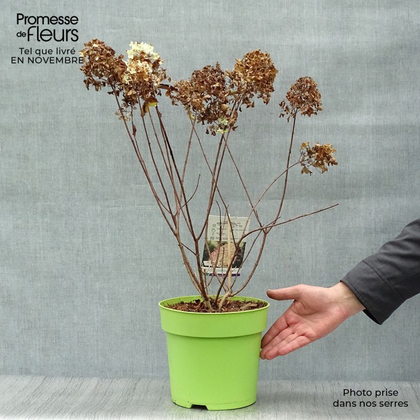 Ejemplar de Hortensia paniculata Hercules - Hydrangea Maceta 4L/5L entregado en otoño