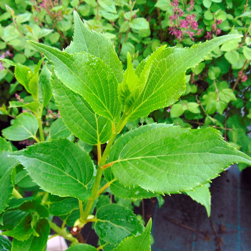 Hortensia paniculata Kyushu - Hydrangea (Follaje)
