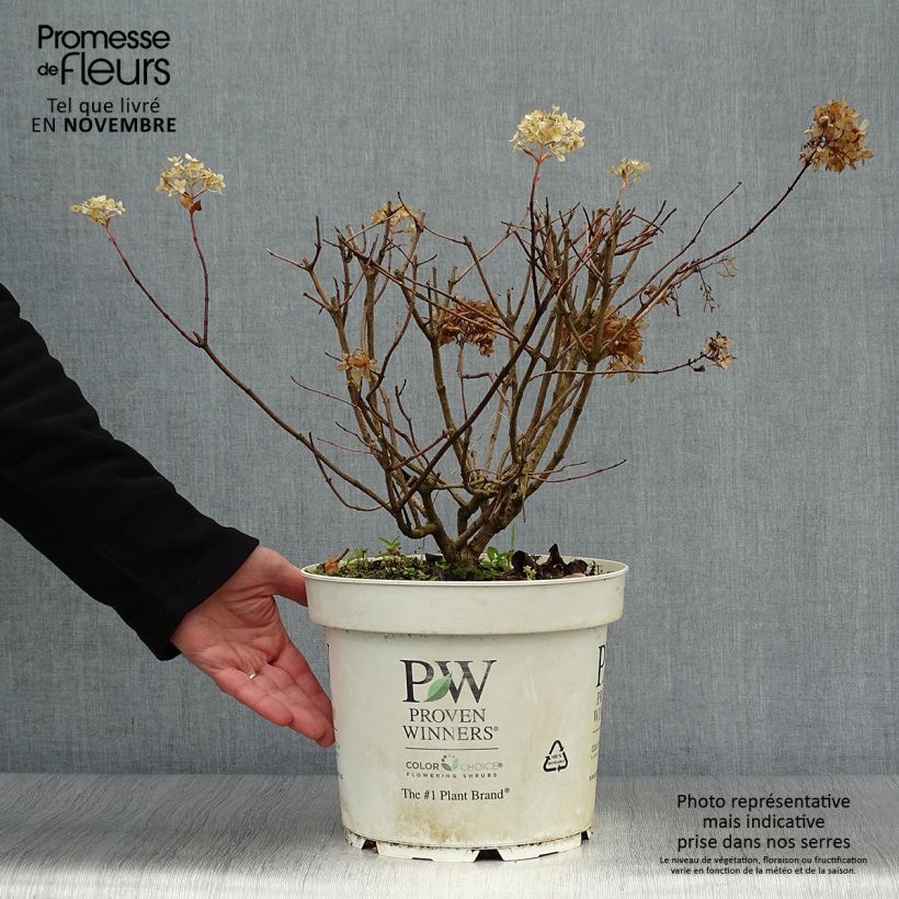 Ejemplar de Hortensia paniculata Little Lime - Hydrangea Maceta 7,5L/10L entregado en otoño