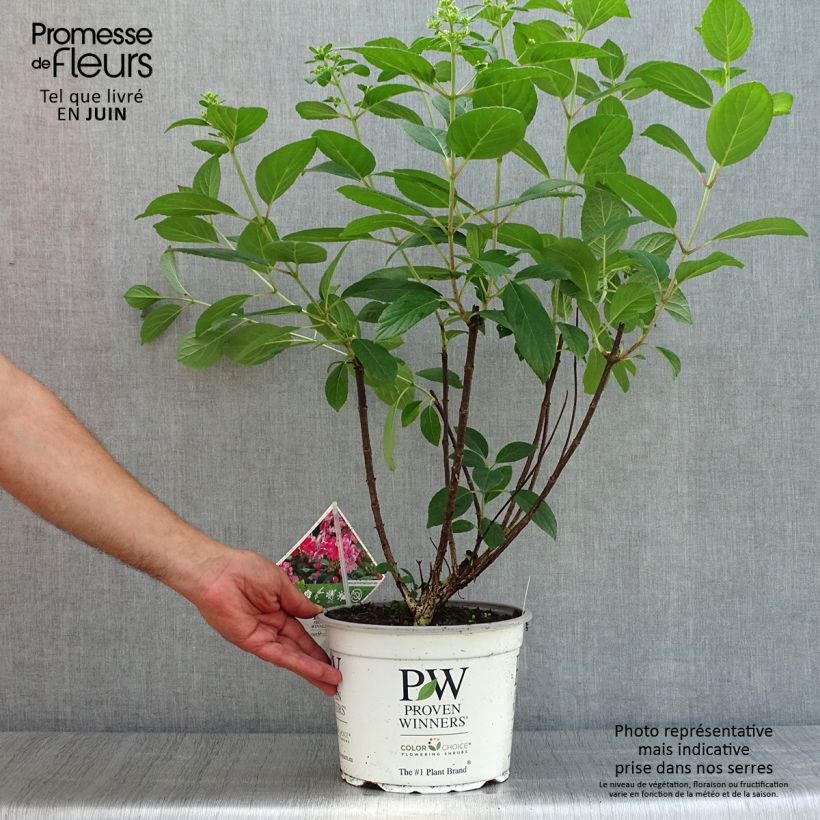 Ejemplar de Hortensia paniculata Little Quick Fire - Hydrangea paniculata Maceta 3L/4L entregado en verano