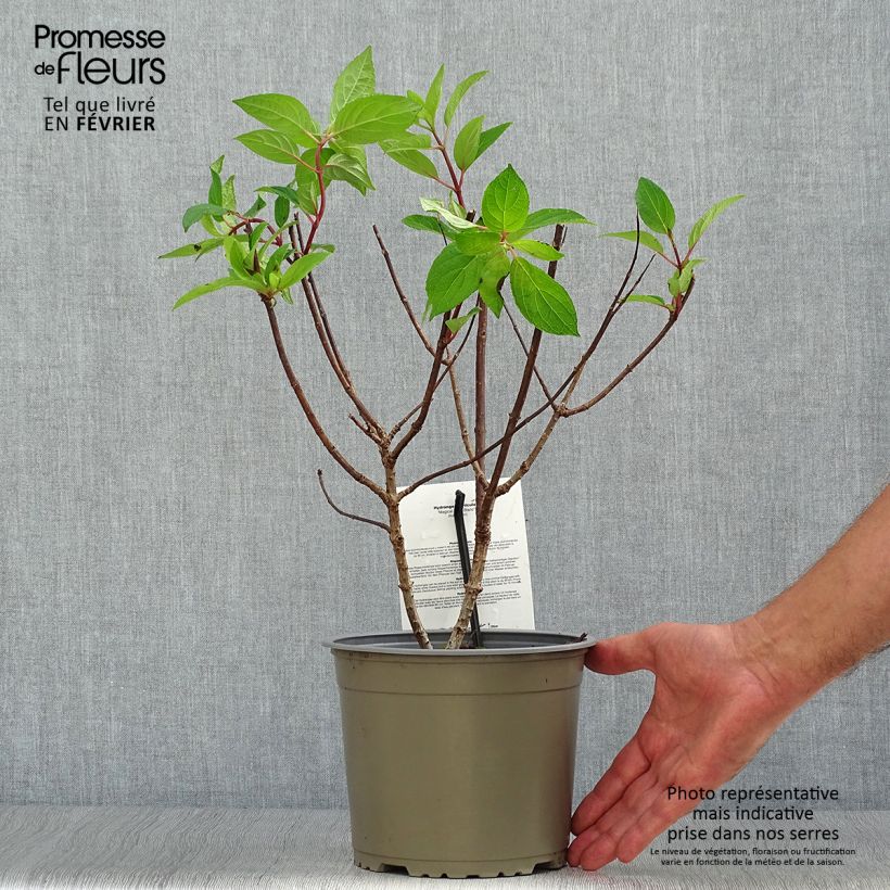 Ejemplar de Hortensia paniculata Magical Mont Blanc - Hydrangea paniculata Maceta 3L/4L entregado en otoño